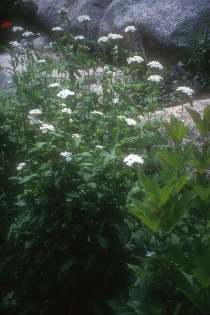 Plant photo of: Lychnis chalcedonica