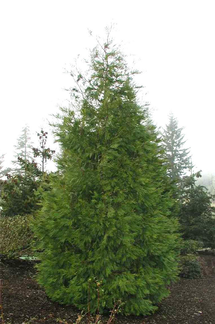 Incense Cedar