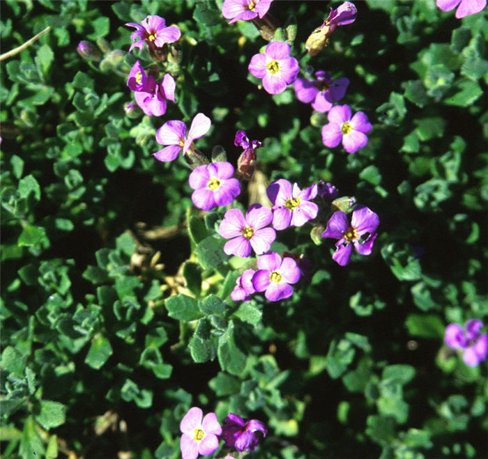 Plant photo of: Aubrieta deltoidea