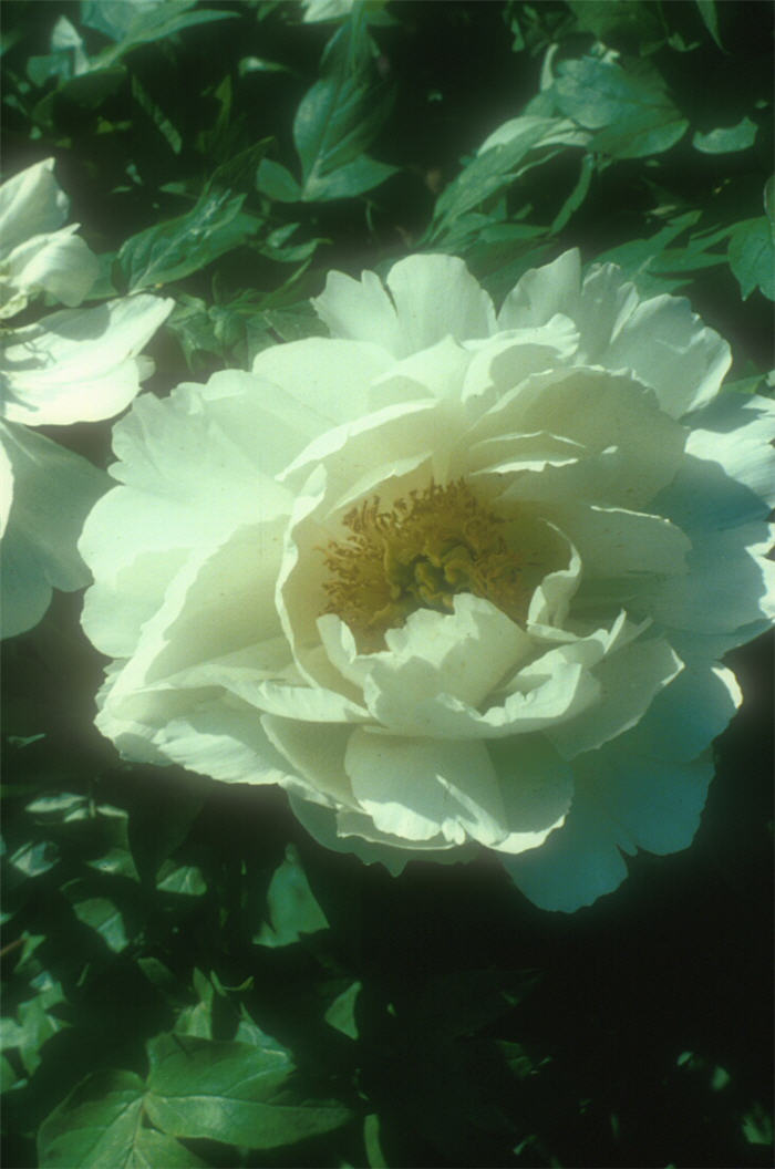 Plant photo of: Paeonia suffruticosa