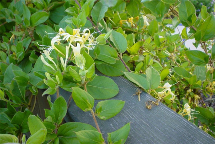 Plant photo of: Lonicera japonica 'Halliana'