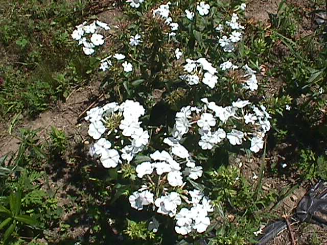 Plant photo of: Phlox carolina 'Miss Lingard'