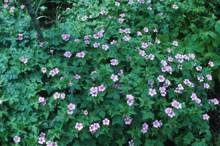 Geranium endressi