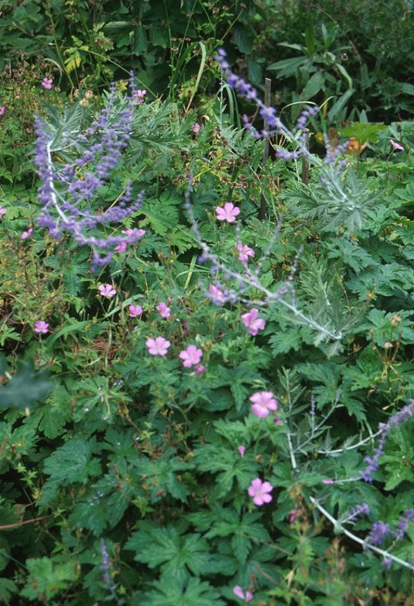 Plant photo of: Geranium endressi