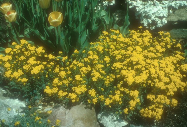 Dwarf Basket-of-Gold