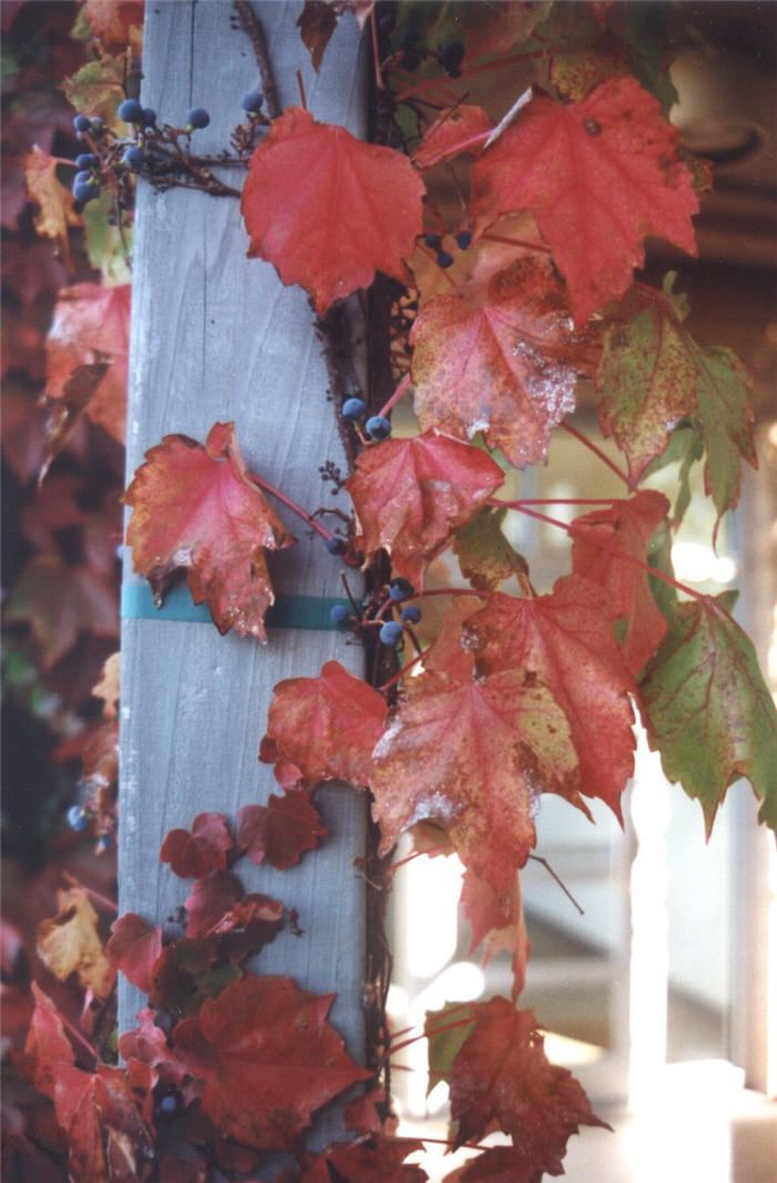 Plant photo of: Parthenocissus tricuspidata