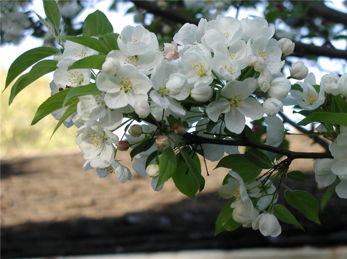 Snowdrift Crabapple