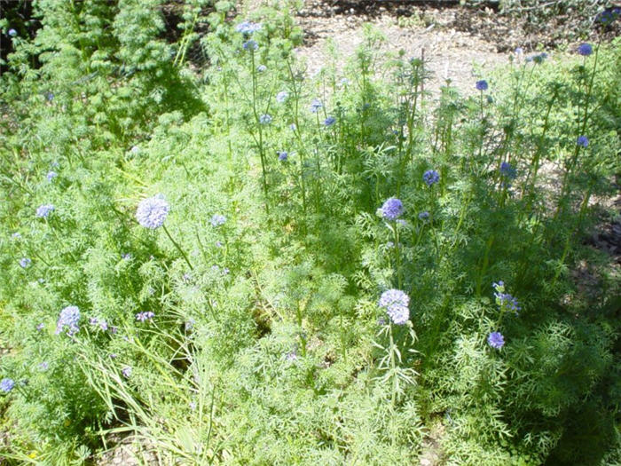 Gilia capitata