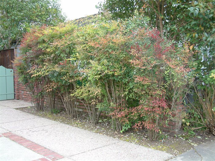 Nandina domestica