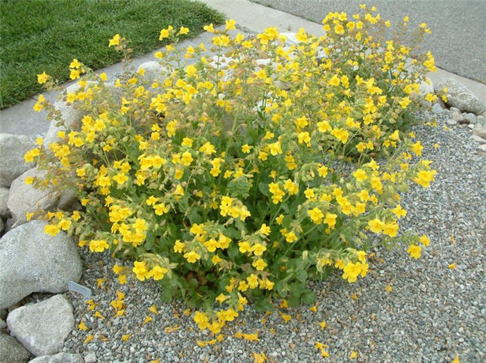 Plant photo of: Mimulus guttatus