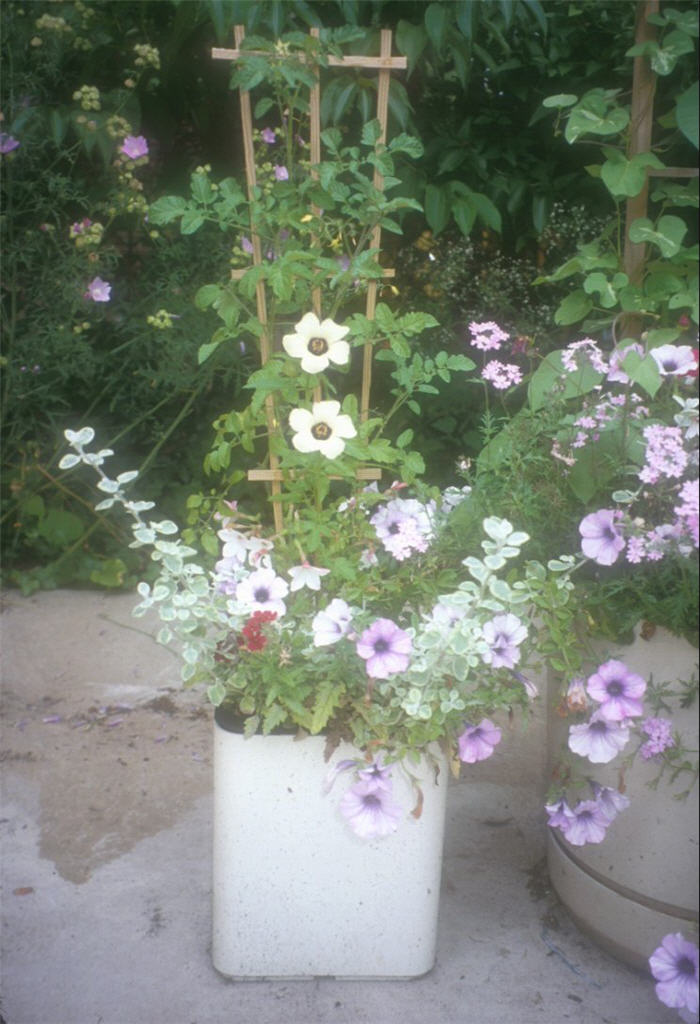 Plant photo of: Hibiscus tionum