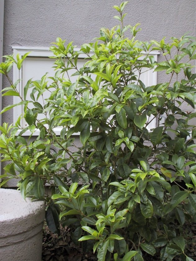 Plant photo of: Osmanthus fragrans