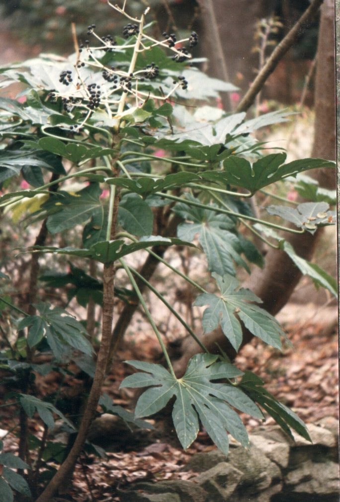 Plant photo of: Fatsia japonica