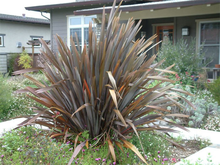 Plant photo of: Phormium tenax 'Atropurpureum'