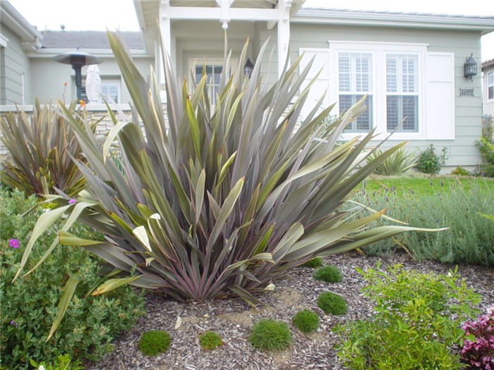 Plant photo of: Phormium tenax 'Atropurpureum'