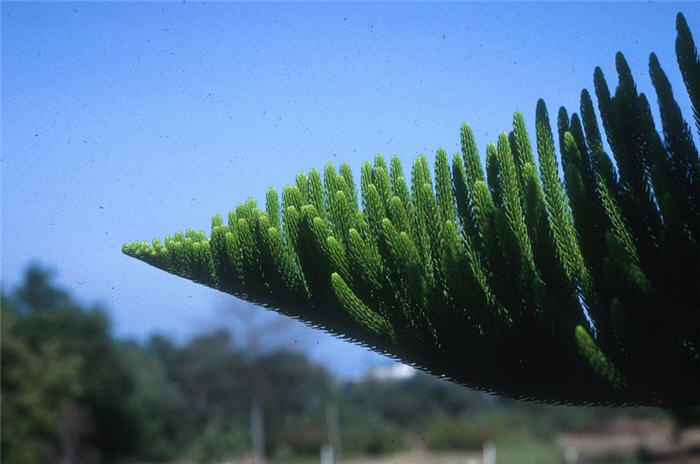 Plant photo of: Araucaria heterophylla