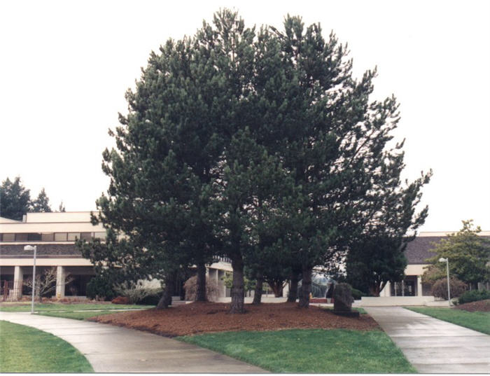 Plant photo of: Pinus nigra