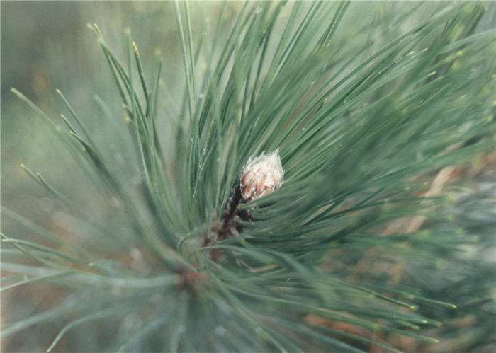 Plant photo of: Pinus nigra