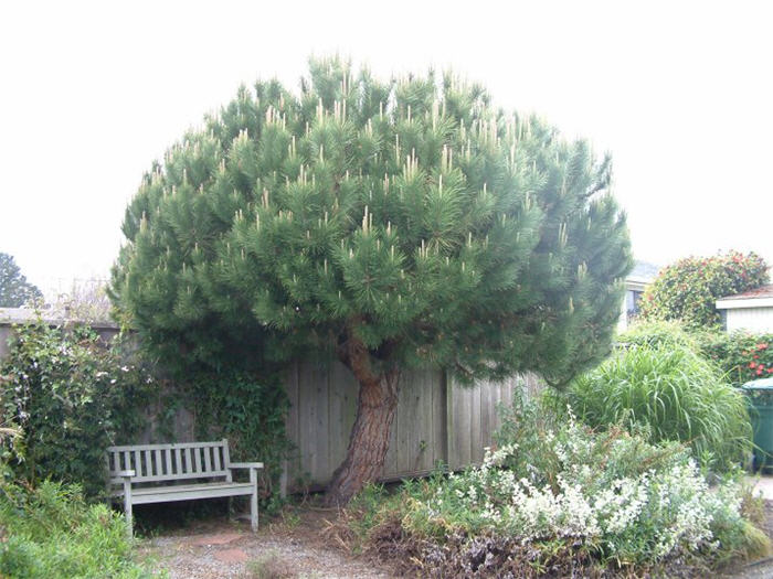 Plant photo of: Pinus pinea