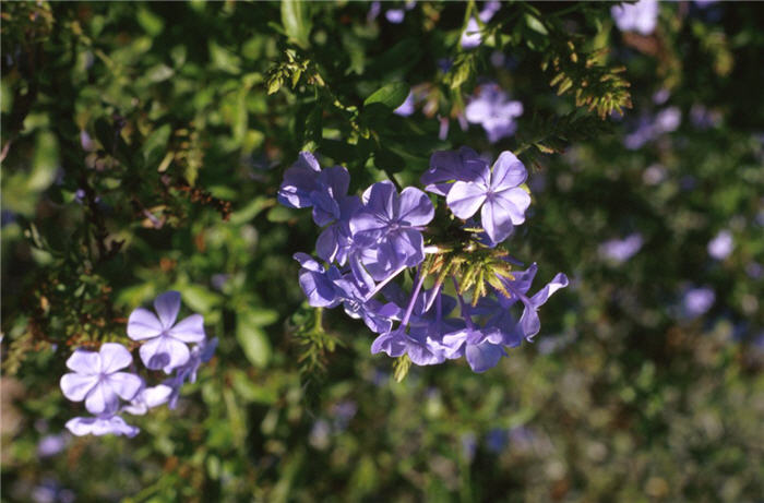 Plant photo of: Plumbago auriculata