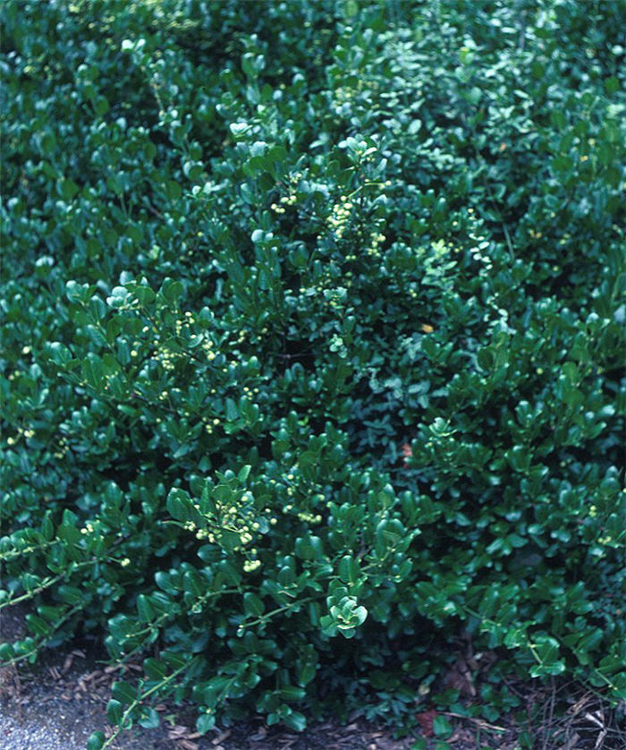 Euonymus fortunei