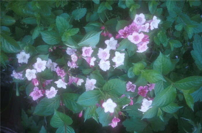 Plant photo of: Weigela florida