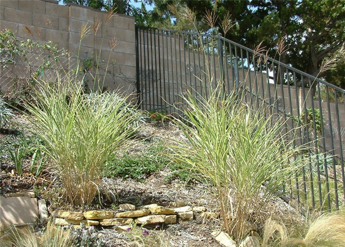 Plant photo of: Miscanthus sinensis 'Variegatus'