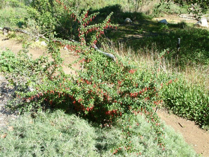 Plant photo of: Ribes speciosum