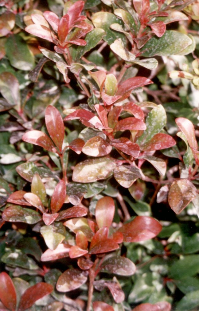 Plant photo of: Ternstroemia gymnanthera