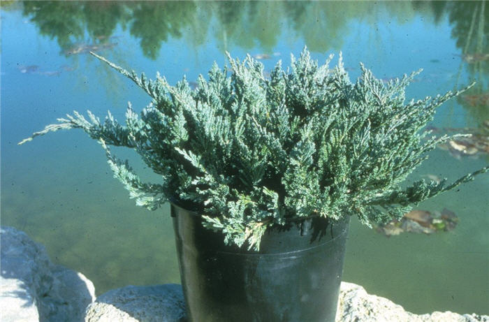 Plant photo of: Juniperus horizontalis 'Blue Chip'