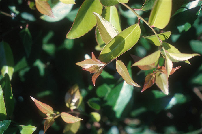 Plant photo of: Xylosma congestum