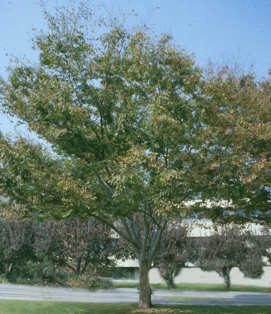 Plant photo of: Zelkova serrata