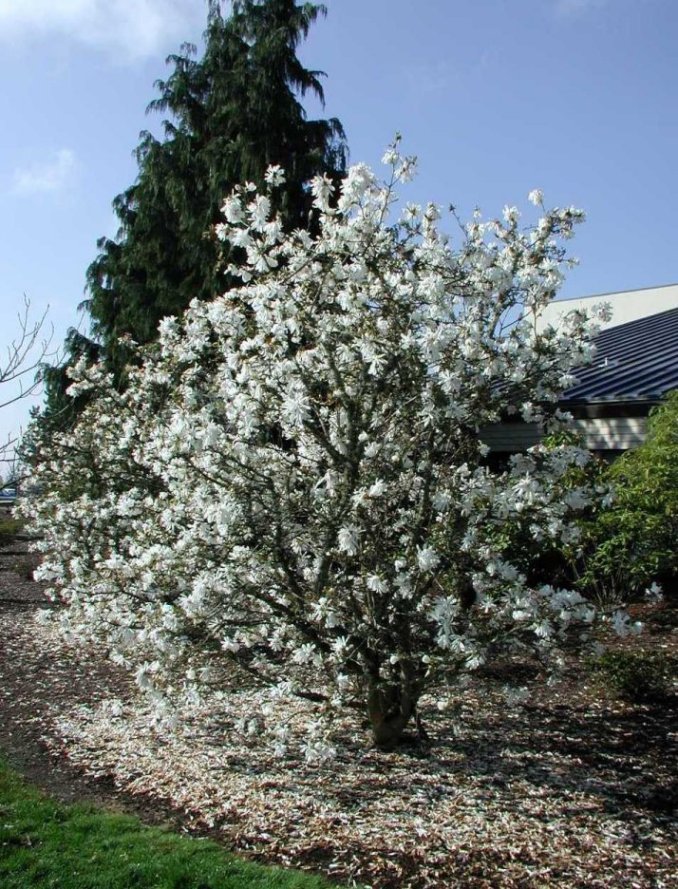 Star Magnolia