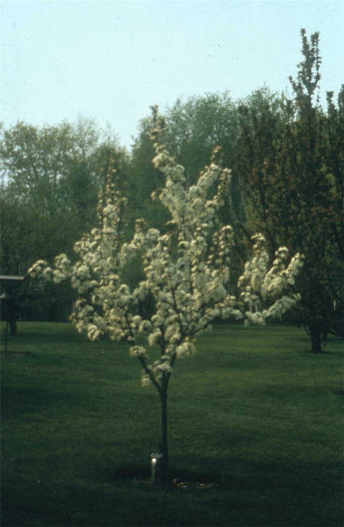 Plant photo of: Malus 'White Angel'