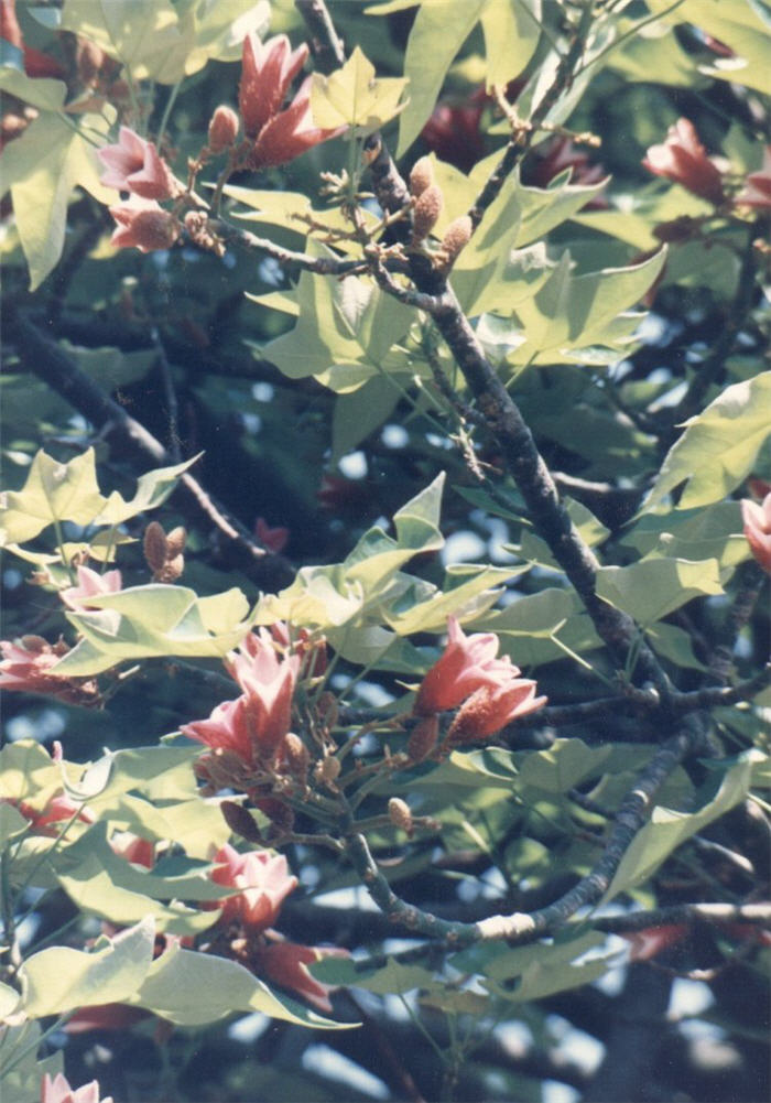 Plant photo of: Brachychiton discolor