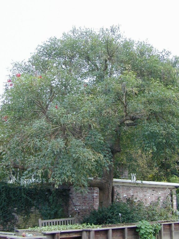 Plant photo of: Erythrina crista-galli