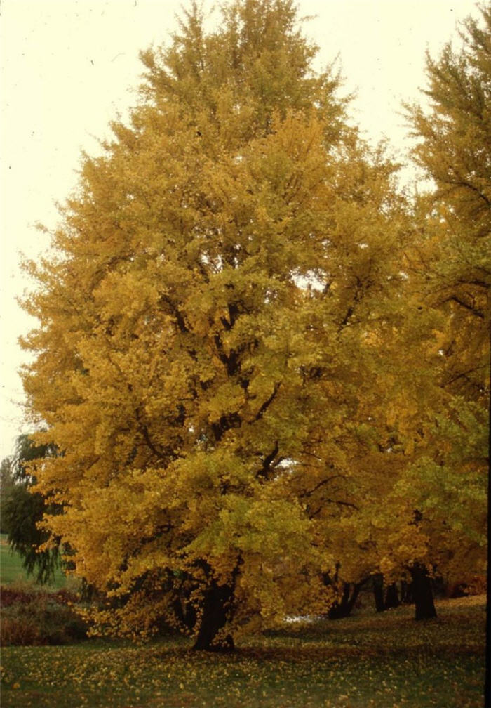 Autumn Gold Maidenhair Tree