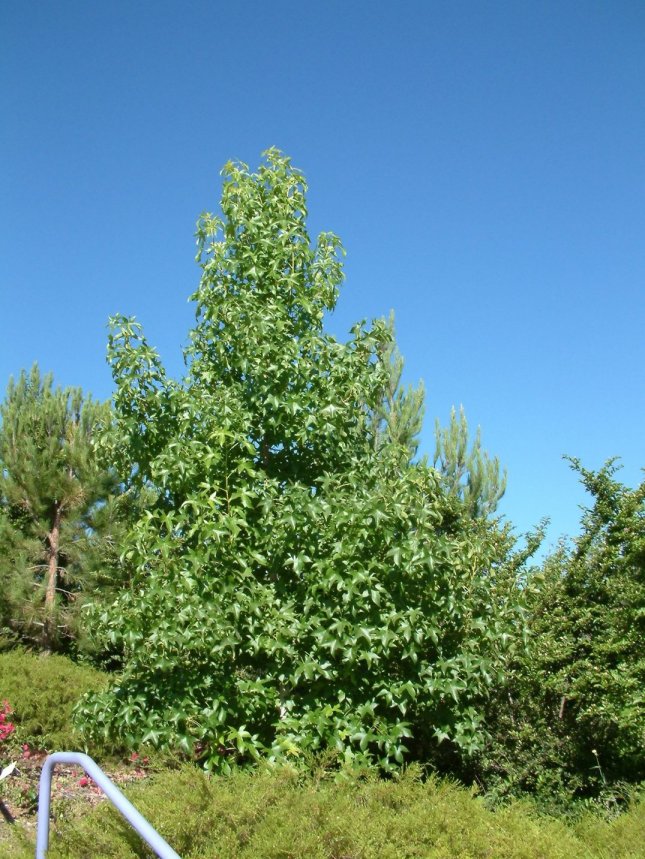 Plant photo of: Liquidambar styraciflua 'Festival'