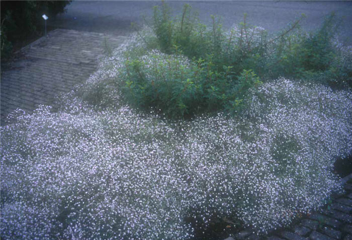 Pink Creeping Baby's Breath