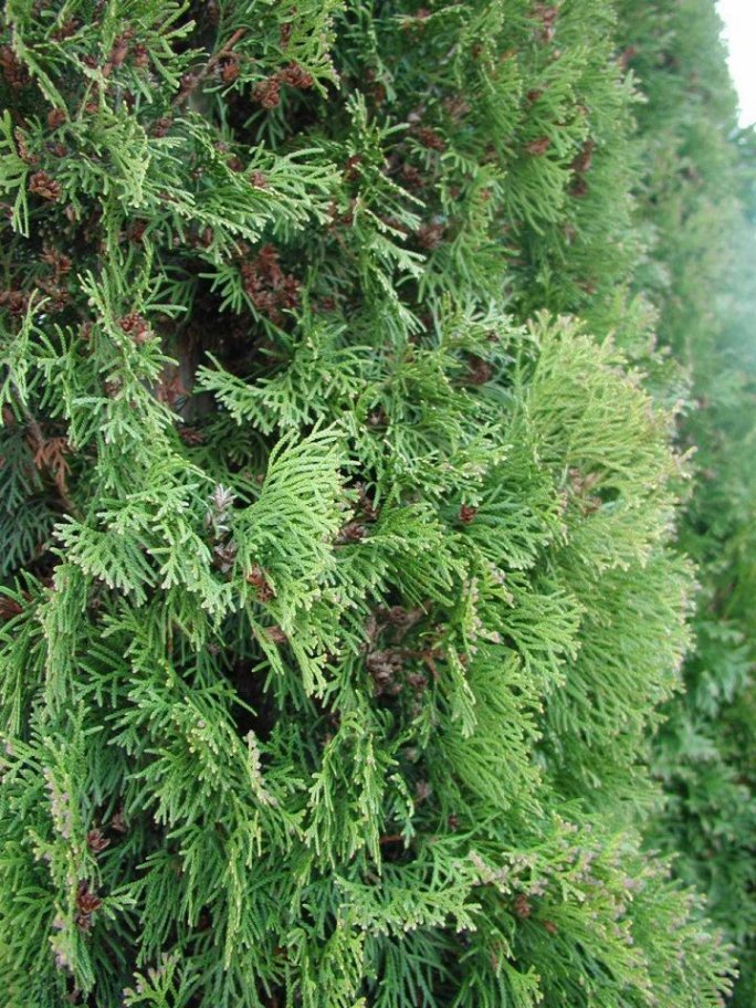 Plant photo of: Thuja occidentalis