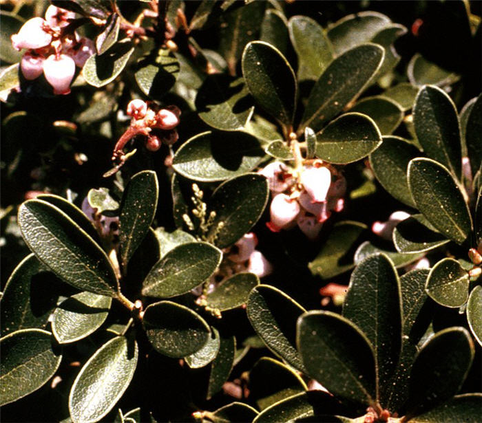 Plant photo of: Arctostaphylos uva-ursi