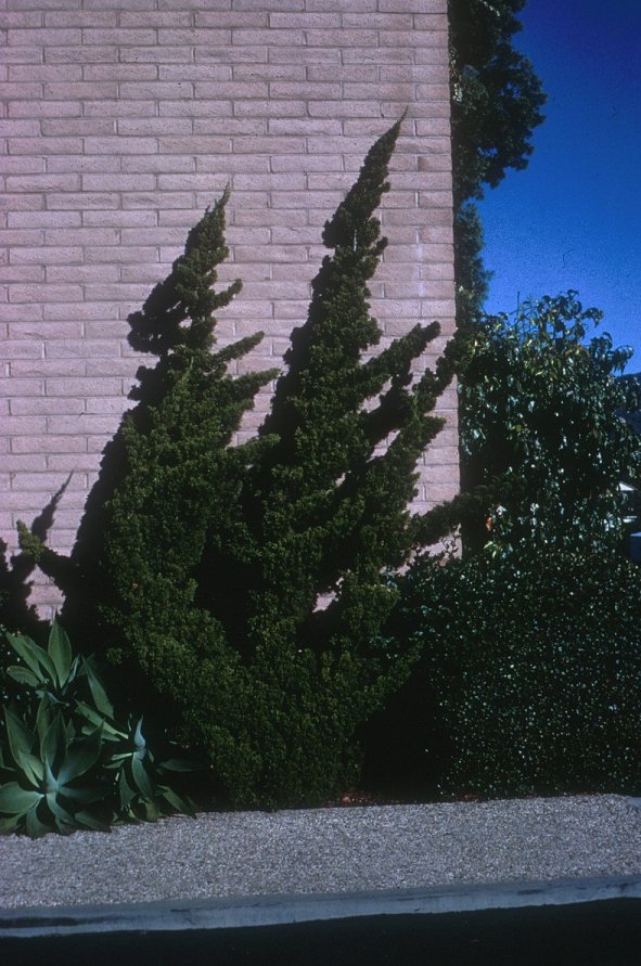 Plant photo of: Juniperus chinensis 'Kaizuka'