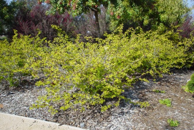 Plant photo of: Calliandra tweedii