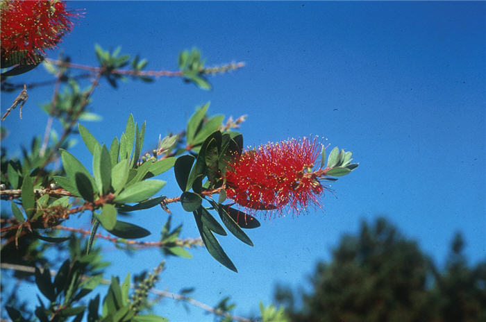 Plant photo of: Callistemon citrinus